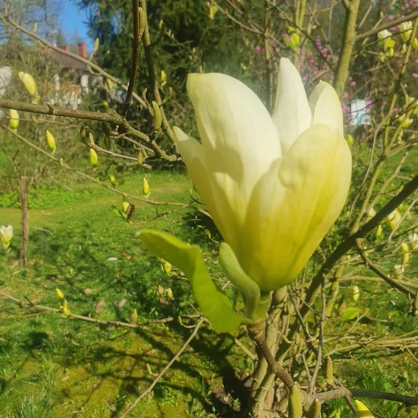 magnolia-yellow-river-2l-rodzaj-rosliny-magnolie-i-tulipanowce-styl-ogrod-srodziemnomorski-ogrod-wiejski-ogrod-skalny-ogrod-nowoczesny-ogrod-japonski