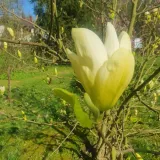 magnolia-yellow-river-2l-rodzaj-rosliny-magnolie-i-tulipanowce-styl-ogrod-srodziemnomorski-ogrod-wiejski-ogrod-skalny-ogrod-nowoczesny-ogrod-japonski