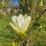 magnolia-yellow-river-2l-rodzaj-rosliny-magnolie-i-tulipanowce-stan-nowy