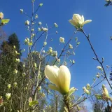 magnolia-yellow-river-2l-rodzaj-rosliny-magnolie-i-tulipanowce-producent-szkolka-pnaczy-marek-wedrowski