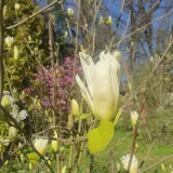 magnolia-yellow-river-2l-rodzaj-rosliny-magnolie-i-tulipanowce-nazwa-lacinska-inna