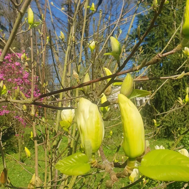 magnolia-yellow-river-2l-styl-ogrod-srodziemnomorski-ogrod-wiejski-ogrod-skalny-ogrod-nowoczesny-ogrod-japonski-rodzaj-rosliny-magnolie-i-tulipanowce
