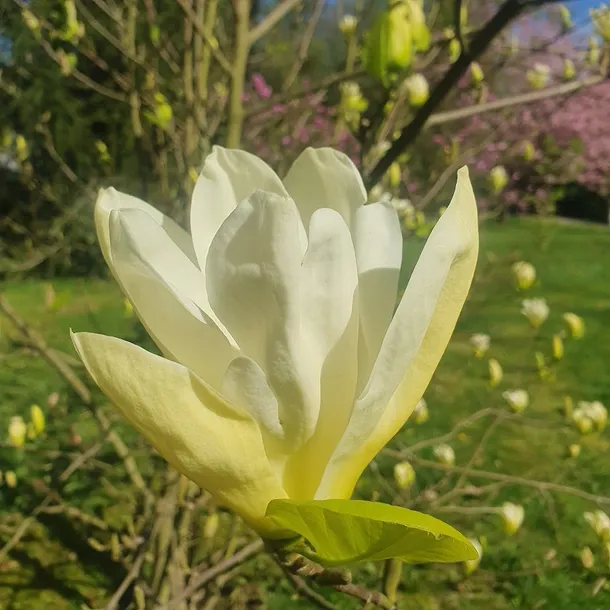 magnolia-yellow-river-2l-styl-ogrod-srodziemnomorski-ogrod-wiejski-ogrod-skalny-ogrod-nowoczesny-ogrod-japonski-stan-nowy
