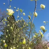 magnolia-yellow-river-2l-styl-ogrod-srodziemnomorski-ogrod-wiejski-ogrod-skalny-ogrod-nowoczesny-ogrod-japonski-producent-szkolka-pnaczy-marek-wedrowski