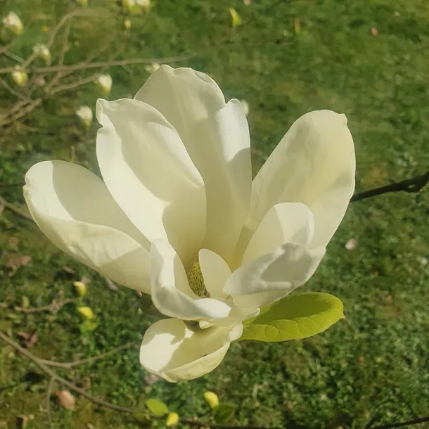 magnolia-yellow-river-2l-styl-ogrod-srodziemnomorski-ogrod-wiejski-ogrod-skalny-ogrod-nowoczesny-ogrod-japonski-nazwa-lacinska-inna