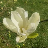 magnolia-yellow-river-2l-styl-ogrod-srodziemnomorski-ogrod-wiejski-ogrod-skalny-ogrod-nowoczesny-ogrod-japonski-nazwa-lacinska-inna
