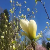 magnolia-yellow-river-2l-stan-nowy-rodzaj-rosliny-magnolie-i-tulipanowce