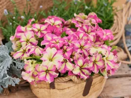 petunia-surfinia-finity-strawberry-shake-rozowo-zolte-kwiaty-sadzonka-p9