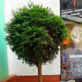 tuja-szmaragd-na-pniu-kulista-kula-sadzonki-formowana-kulka