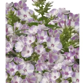 floks-wiechowaty-phlox-paniculata-flame-lilac-star
