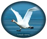 naklejka-labedz-niemy-26