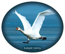 naklejka-labedz-niemy-26