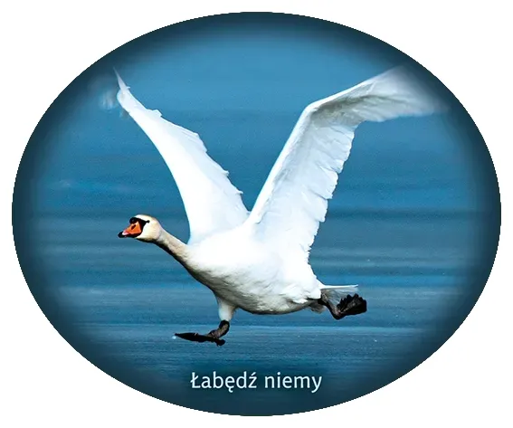 naklejka-labedz-niemy-26