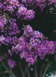 lagerstremia-indyjska-purple-2l