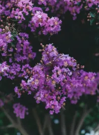 lagerstremia-indyjska-purple-2l