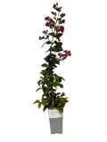 lagerstremia-indyjska-purple-2l-rodzaj-rosliny-inny