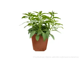petunia-tumbelina-francesca-rozowa-surfinia-pelne-kwiaty-sadzonka-p9