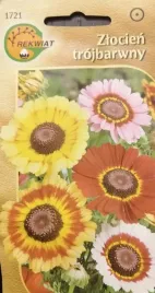 zlocien-trojbarwny-nasiona-na-rabaty-i-kwiat-ciety