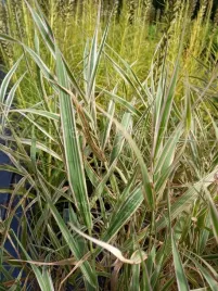 mozga-trzcinowata-picta-efektowne-biale-lany-traw