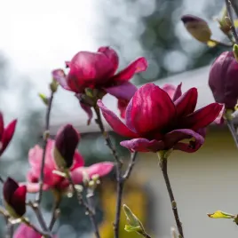 magnolia-genie-sadzonki-drzewo-krzew-bordowe-kwiaty-powtarza-kwitnieni