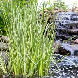 tatarak-trawiasty-argenteostriatus-trawa-nad-oczka-wodne