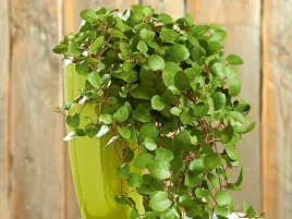 mulenbekia-minero-giga-zwisjaca-roslina-na-balkon-taras-sadzonka-p9