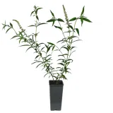 budleja-dawida-nanho-white-2l-rodzaj-rosliny-inny