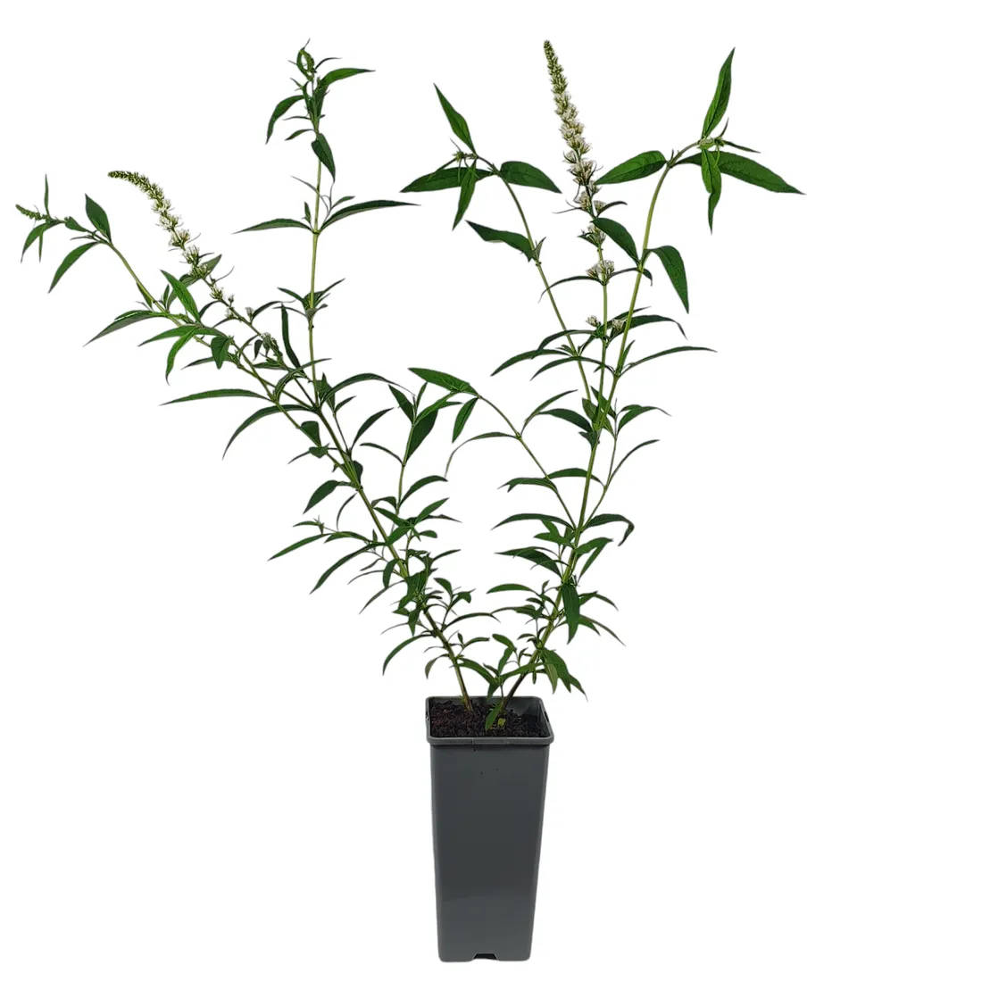 budleja-dawida-nanho-white-2l