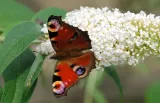budleja-dawida-nanho-white-2l-rodzaj-rosliny-inny-styl-ogrod-srodziemnomorski-ogrod-wiejski-ogrod-skalny-ogrod-nowoczesny-ogrod-japonski