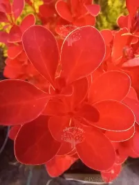 berberys-orange-ice-karlowy-o-ognistym-wybarwieniu