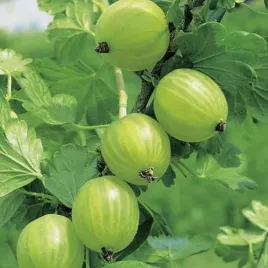 agrest-ribes-uva-crispa-mucurines