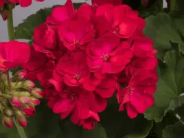 pelargonia-rozowa-green-idols-neon-sadzonka-p9-rozowe-kwiaty-balkonowe