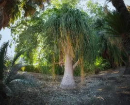nolina-recurvata-beaucamea-stopa-slonia-35-cm-p12