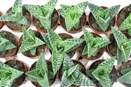 aloe-variagata-aloes-tygrysi-p8