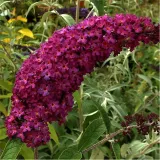 budleja-royal-red-p9-c1