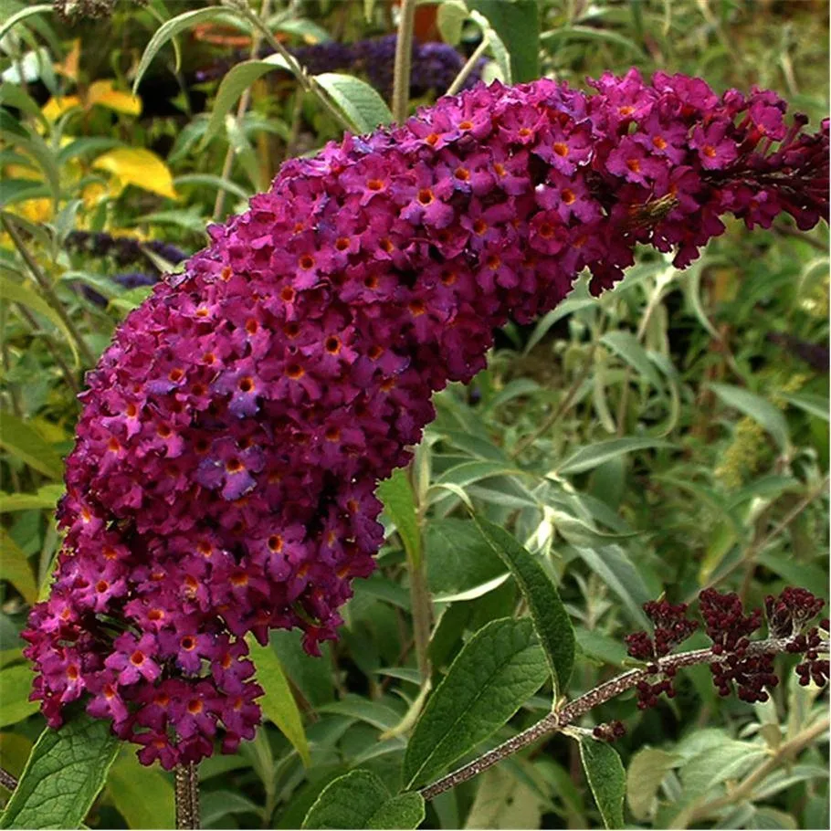 budleja-royal-red-p9-c1