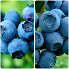 borowka-pakiet-n2-wczesna-1l-owoce-w-lipcu