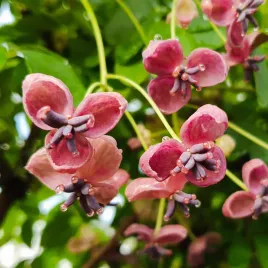 akebia-pieciolistkowa-1l