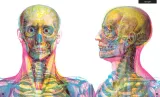 gabinet-anatomii