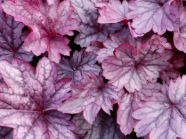 zurawka-fioletowa-shanghai-kolorowe-liscie-do-ogrodu-bylina-sadzonka-p9