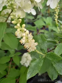 orszelina-clea-unikat-zapach-miododajna-sadzonka