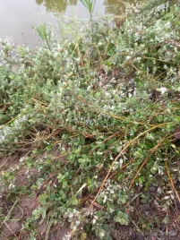 wierzba-finska-rzadka-karlowa-idealna-na-skarpy