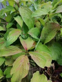 deren-rozlogowy-kelseyi-sadzonka-okrywowy-niski