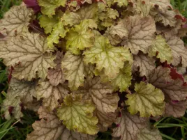 zurawka-world-caffe-amaretto-bursztynowe-liscie-sadzonka-p9