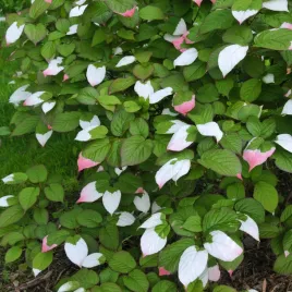 aktinidia-adam-pstrolistna-zapylacz-2l