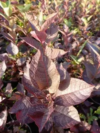 czeremcha-novosibirsk-sadzonka-miododajne-drzewo