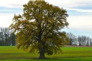 dab-szypulkowy-poj-c2