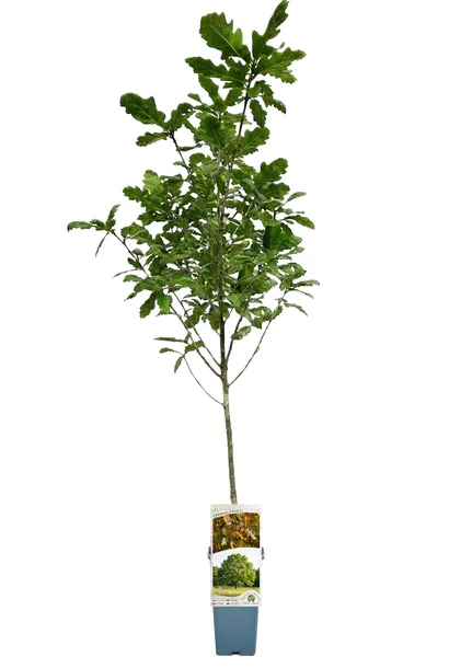 dab-szypulkowy-poj-c2-producent-inna