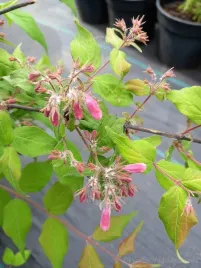 kolkwicja-chinska-rosea-zwisajace-girlandy-kwiatow