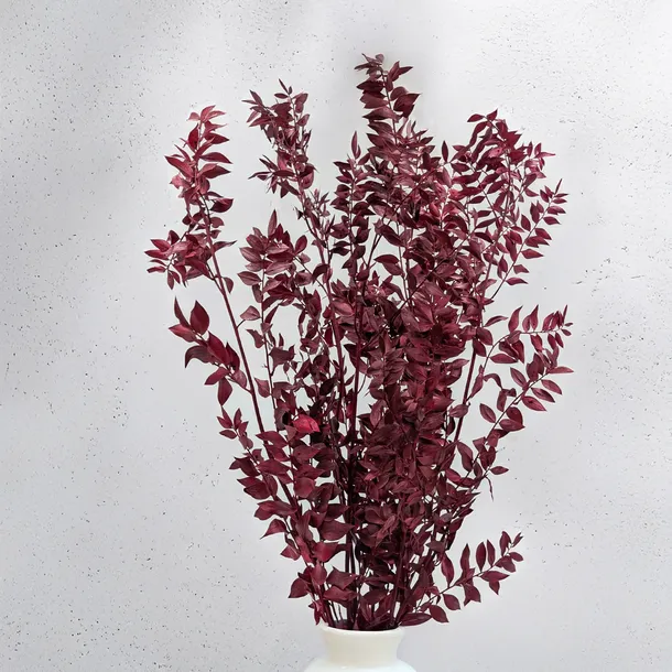 ruskus-stabilizowany-ruscus-czerwony-kod-producenta-ruskus-stab-czerwony-it